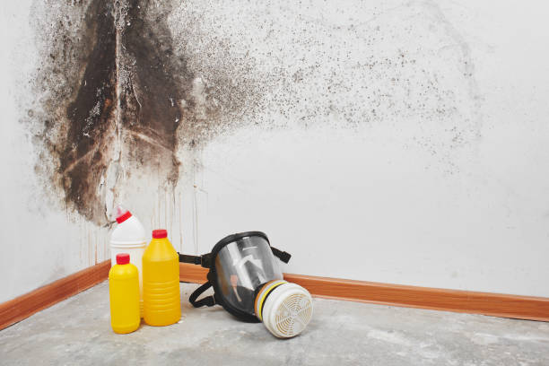 Best Toxic Mold Removal  in Acworth, GA