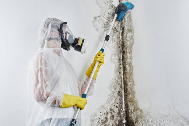 Best Residential Mold Removal  in Acworth, GA