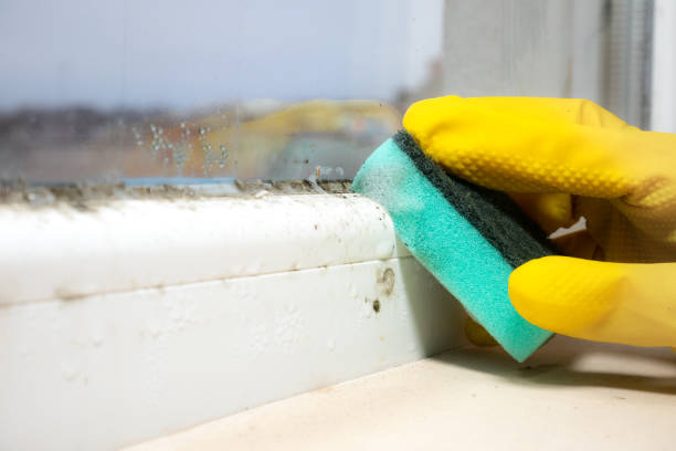 Best Same-Day Mold Removal  in Acworth, GA