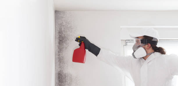Best Fast Mold Removal  in Acworth, GA