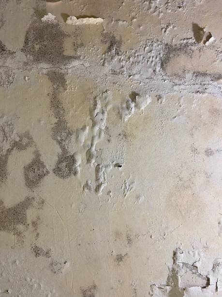 Acworth, GA Mold Removal Company