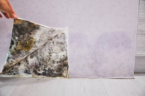Best Commercial Mold Removal  in Acworth, GA